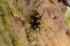 Attēlu rezultāti vaicājumam “Scaphidium quadrimaculatum”