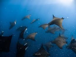 Image result for Mobula tarapacana