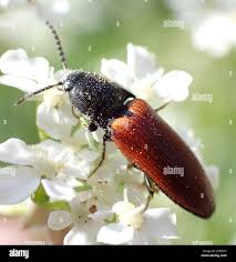Attēlu rezultāti vaicājumam “Ampedus sanguineus”