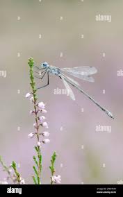 Attēlu rezultāti vaicājumam “Lestes dryas male”
