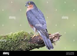 Attēlu rezultāti vaicājumam “Accipiter nisus male”