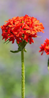 Attēlu rezultāti vaicājumam “Silene chalcedonica flower”