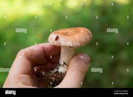 Attēlu rezultāti vaicājumam “Lactarius torminosus”