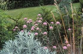 Attēlu rezultāti vaicājumam “Achillea salicifolia flower”