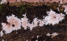 Attēlu rezultāti vaicājumam “Steccherinum fimbriatum”