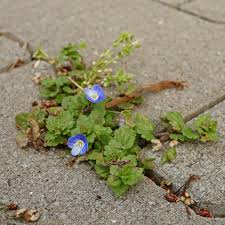 Attēlu rezultāti vaicājumam “Veronica persica flower”