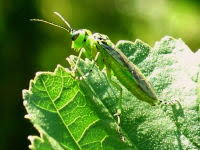 Attēlu rezultāti vaicājumam “Tenthredo scrophulariae exuvia”