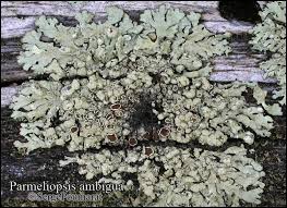 Attēlu rezultāti vaicājumam “Parmeliopsis ambigua”