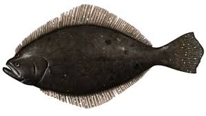 Image result for Paralichthys dentatus