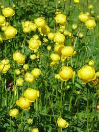 Image result for Trollblume