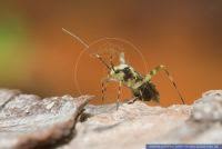 Attēlu rezultāti vaicājumam “Phytocoris tiliae”