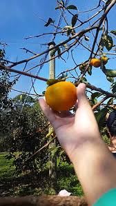 Image result for sharon fruit