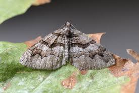 Attēlu rezultāti vaicājumam “Pareulype berberata”