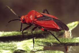 Attēlu rezultāti vaicājumam “Miridae”