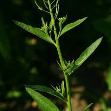 Attēlu rezultāti vaicājumam “Erysimum cheiranthoides leaf”