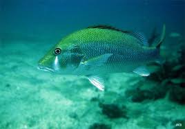 Image result for Lutjanus jocu