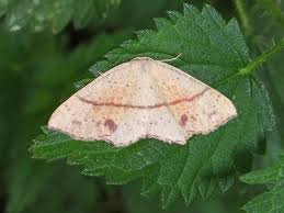 Attēlu rezultāti vaicājumam “Cyclophora punctaria”