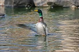 Attēlu rezultāti vaicājumam “Anas platyrhynchos male”