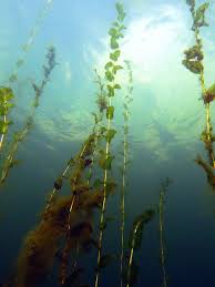 Attēlu rezultāti vaicājumam “Potamogeton perfoliatus fruit”