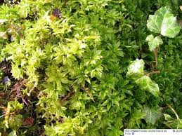 Attēlu rezultāti vaicājumam “Rhodobryum roseum”