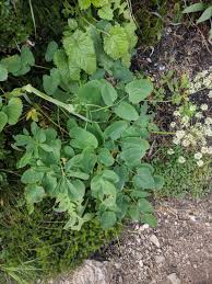 Attēlu rezultāti vaicājumam “Laserpitium latifolium leaf”