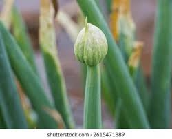 Attēlu rezultāti vaicājumam “Allium cepa bud”