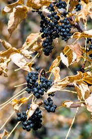 Attēlu rezultāti vaicājumam “Phellodendron amurense fruit”
