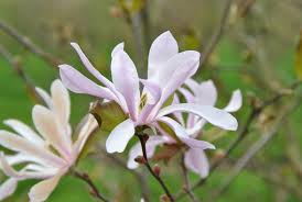 Attēlu rezultāti vaicājumam “Magnolia x loebneri flower”