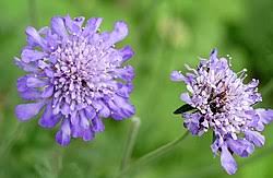 Image result for Scabiosa canescens