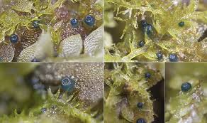 Attēlu rezultāti vaicājumam “Octosporella jungermanniarum”