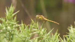 Attēlu rezultāti vaicājumam “Sympetrum sanguineum female”