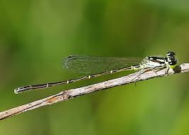 Attēlu rezultāti vaicājumam “Comatricha fragilis stalked”