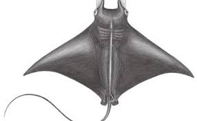 Image result for Mobula tarapacana