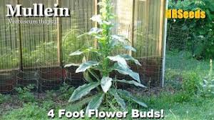 Attēlu rezultāti vaicājumam “Verbascum thapsus bud”