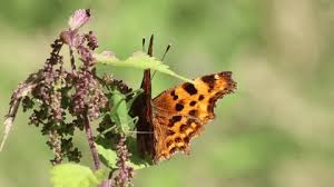 Attēlu rezultāti vaicājumam “Nymphalis xanthomelas”