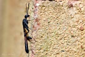 Attēlu rezultāti vaicājumam “Gasteruption jaculator imago”