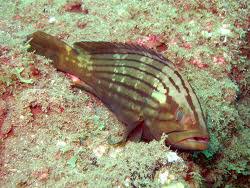 Image result for Epinephelus costae