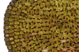 Attēlu rezultāti vaicājumam “Odontoschisma sphagni”