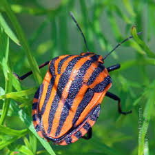 Attēlu rezultāti vaicājumam “Graphosoma lineatum imago”