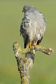 Attēlu rezultāti vaicājumam “Circus pygargus”