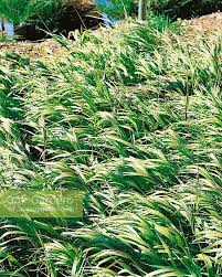 Attēlu rezultāti vaicājumam “Melica nutans”