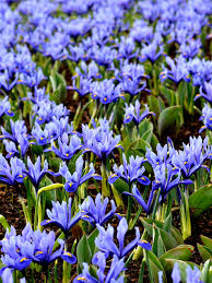 Attēlu rezultāti vaicājumam “Iris reticulata”