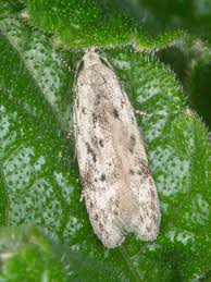 Attēlu rezultāti vaicājumam “Carpatolechia proximella”