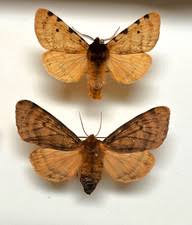 Attēlu rezultāti vaicājumam “Arctiidae”