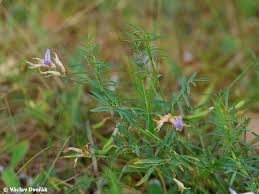 Attēlu rezultāti vaicājumam “Astragalus arenarius”
