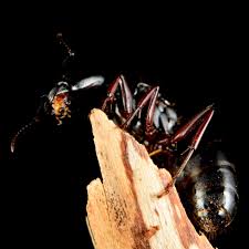 Attēlu rezultāti vaicājumam “Camponotus herculeanus”
