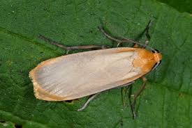 Attēlu rezultāti vaicājumam “Eilema depressa”