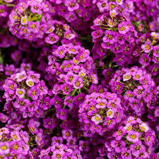 Image result for Alyssum diffusum
