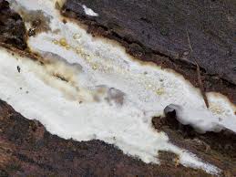 Attēlu rezultāti vaicājumam “Skeletocutis stellae”