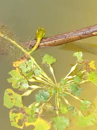 Attēlu rezultāti vaicājumam “Trapaceae”